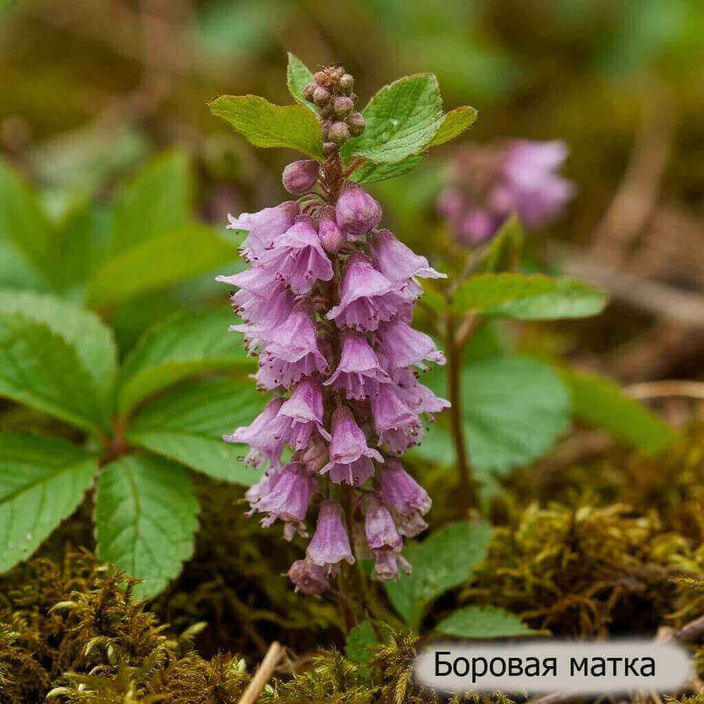Боровая матка