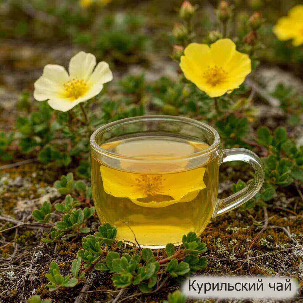 Курильский чай